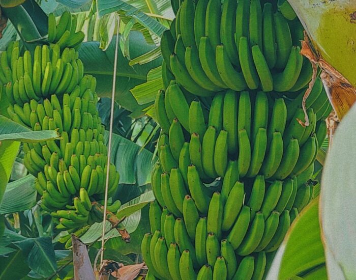 pexels-karl-k-432260693-34747089